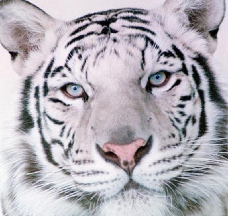 White Tiger Head Tattoo Idea