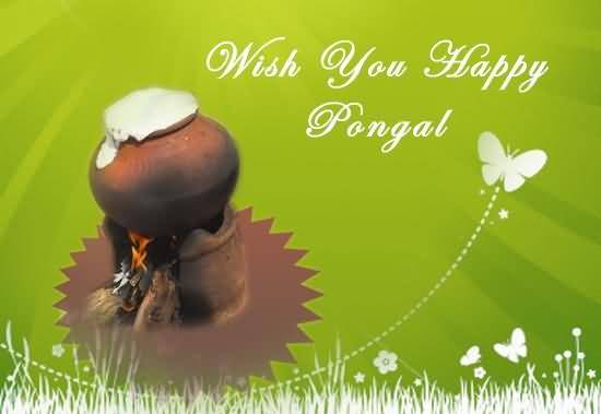 Wish You Happy Pongal