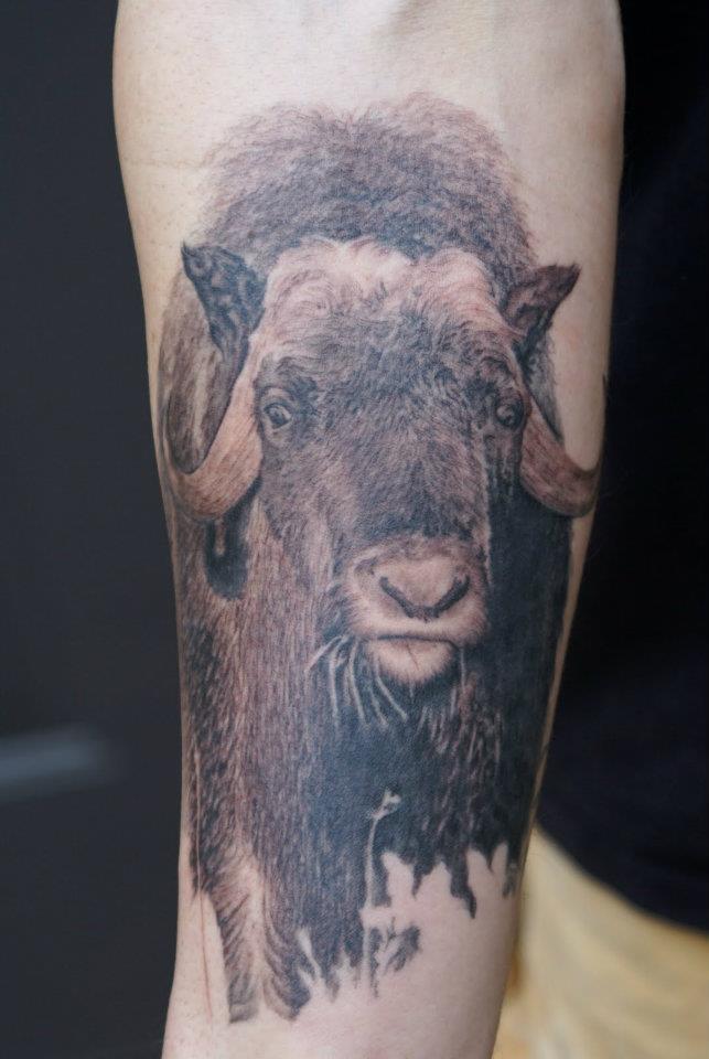 Black Ink Ox Tattoo On Right Forearm By Tom Renshaw