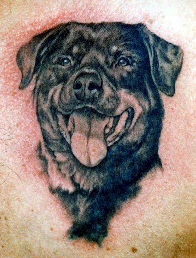Black Ink Rottweiler Head Tattoo Design By Tom Renshaw