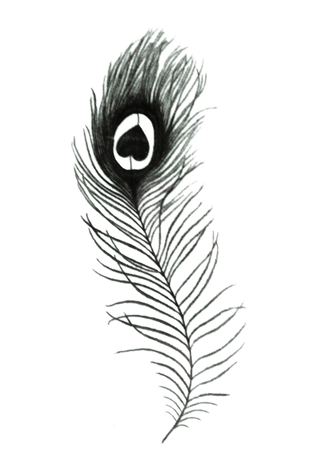 Black n Grey Peacock Feather Tattoo Design