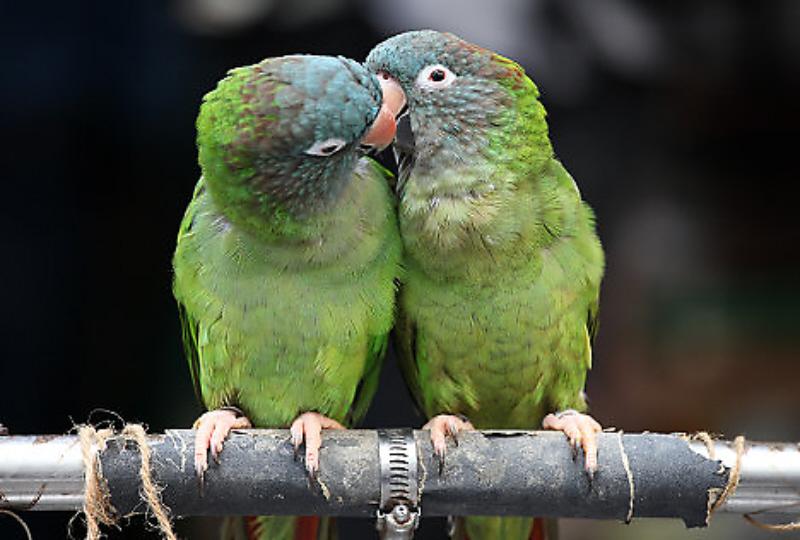 Happy Kiss Day 2017 Kissing Parrots Picture