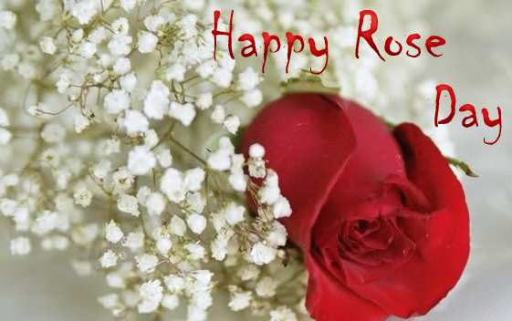Happy Rose Day 2017 Wishes