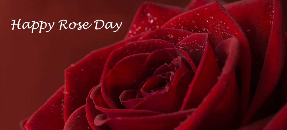 Happy Rose Day Closeup Of Rose Bud