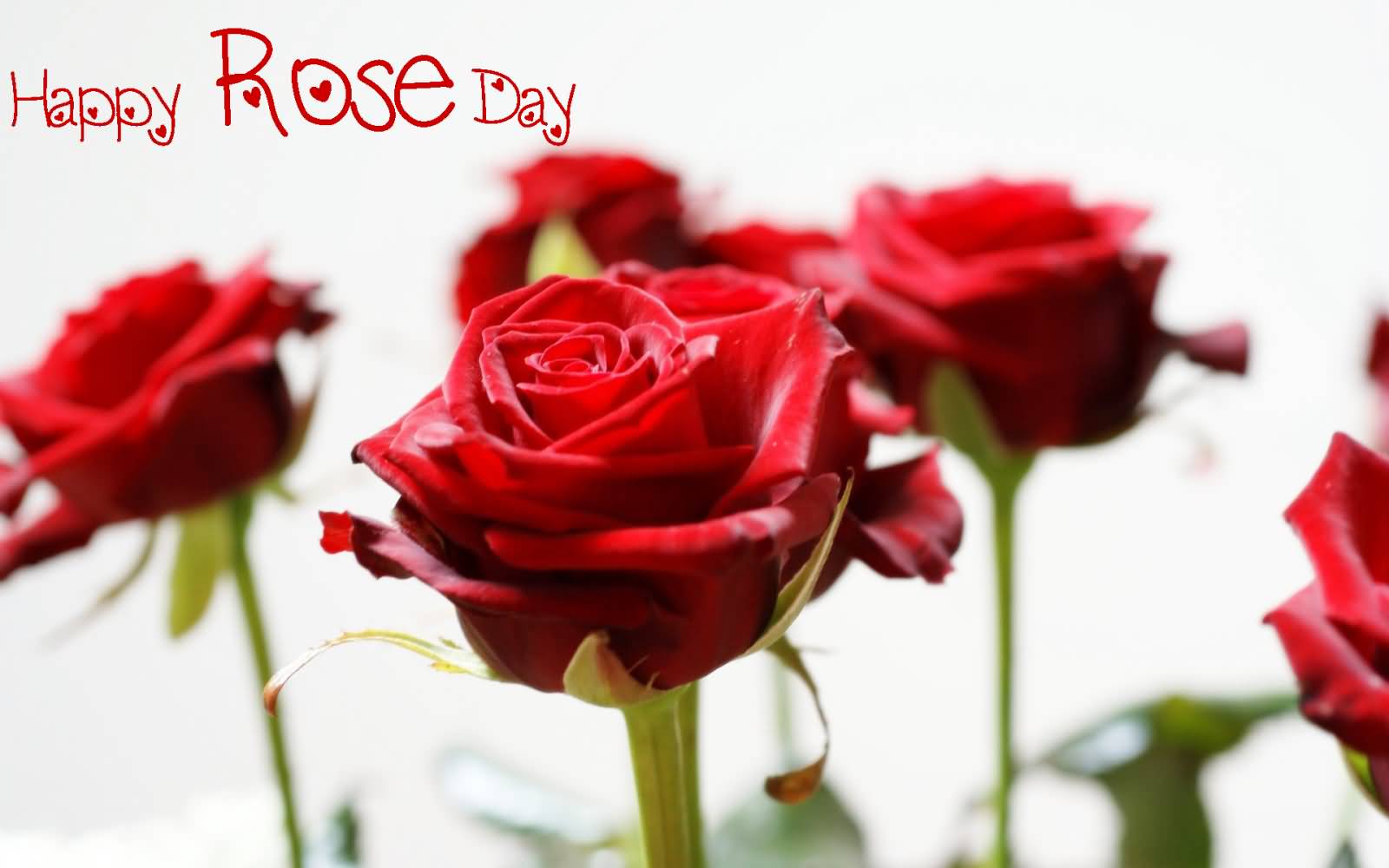 Happy Rose Day Flower Buds Card