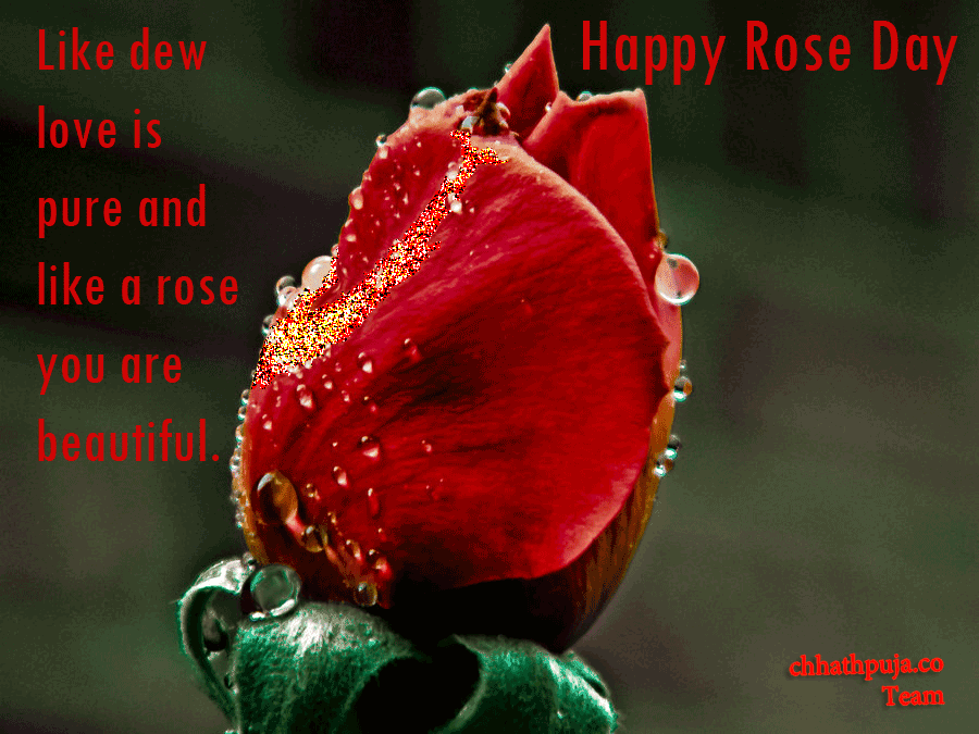 Happy Rose Day Love Dew Love Is Pure And Like A Rose You Are Beautiful Water Droplets On Rose Glitter