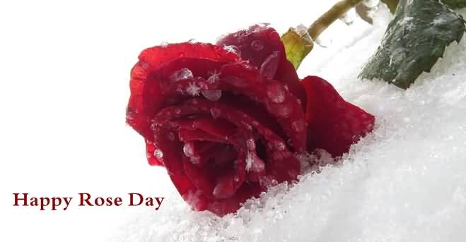 Happy Rose Day Rose Bud On Snow