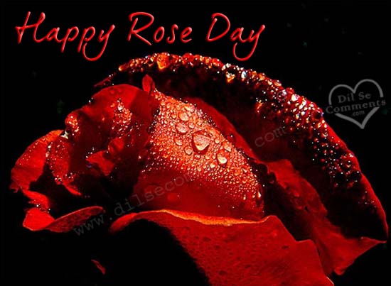 Happy Rose Day Rose Bud With Water droplets