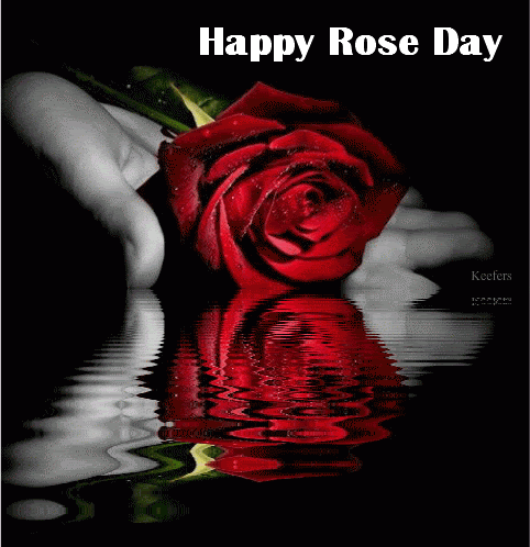 Happy Rose Day Water Reflection Of Rose In Hand Animated Picture