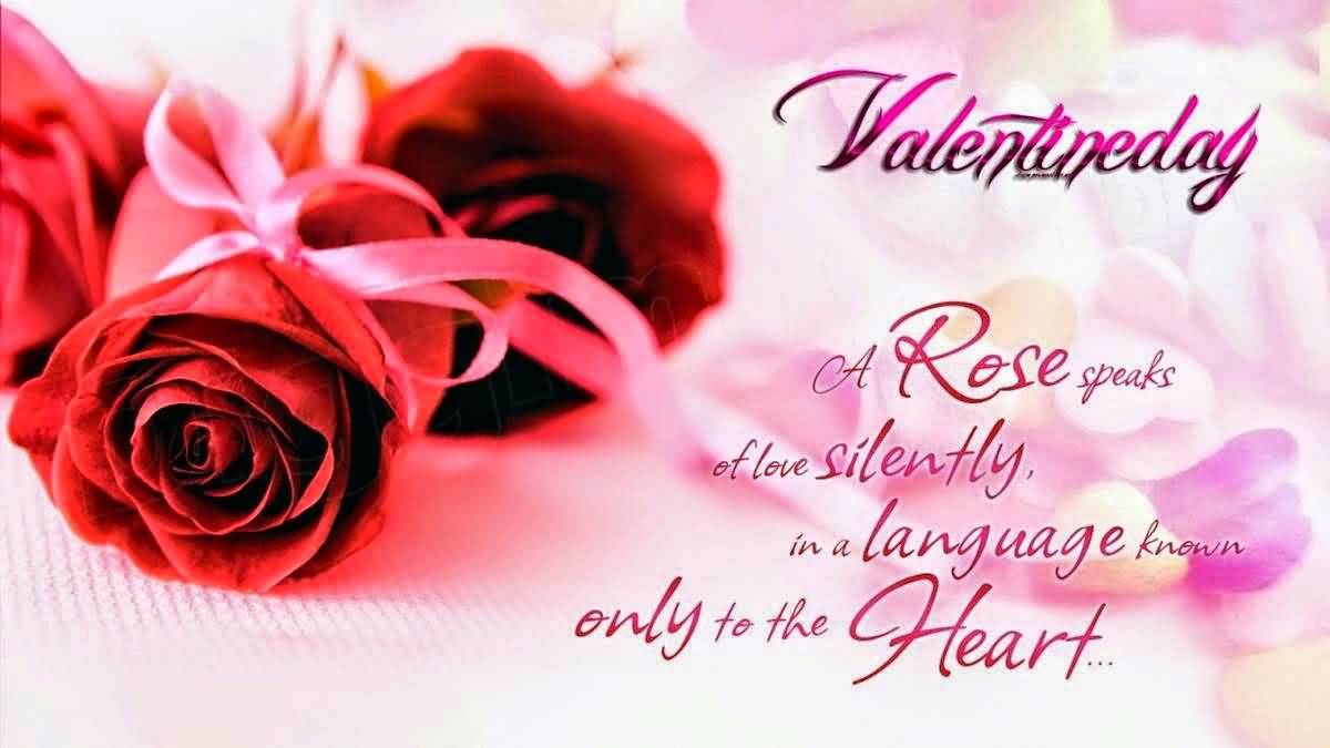 Valentine's Day 2017 A Rose Speaks Of Love Silently In A Language Known Only To The Heart