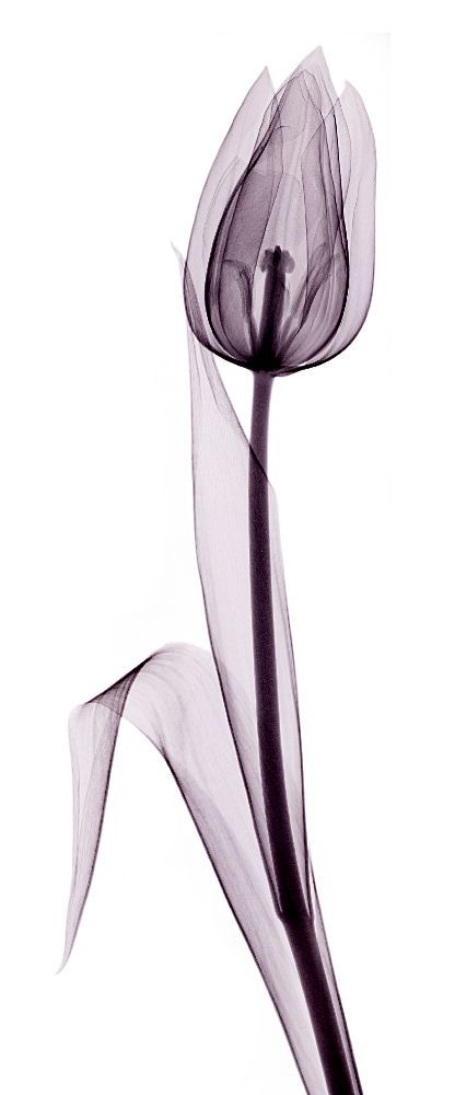 Amazing Tulip Flower Tattoo Design