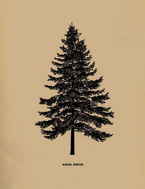 47+ Best Pine Tree Tattoos Design And Ideas