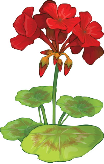 Attractive Geranium Flowers Tattoo Design