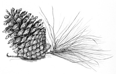 Awesome Black And Grey Pine Cone Tattoo Design