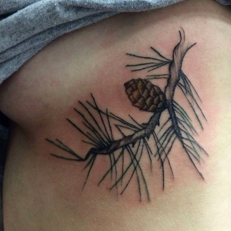 Awesome Pine Cone With Branch Tattoo Design For Shoulder
