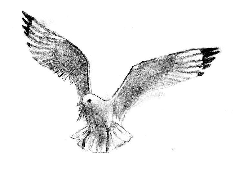 Black And Grey Flying Albatross Tattoo Design