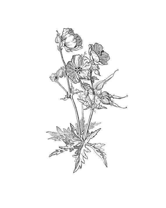 Black And Grey Geranium Flowers Tattoo Design
