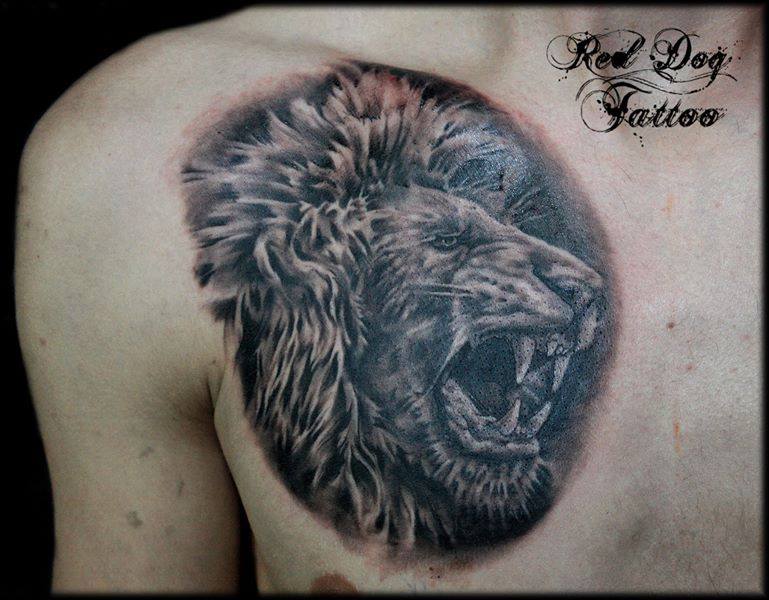 Black And Grey Roaring Lion Head Tattoo On Right Front Shoulder
