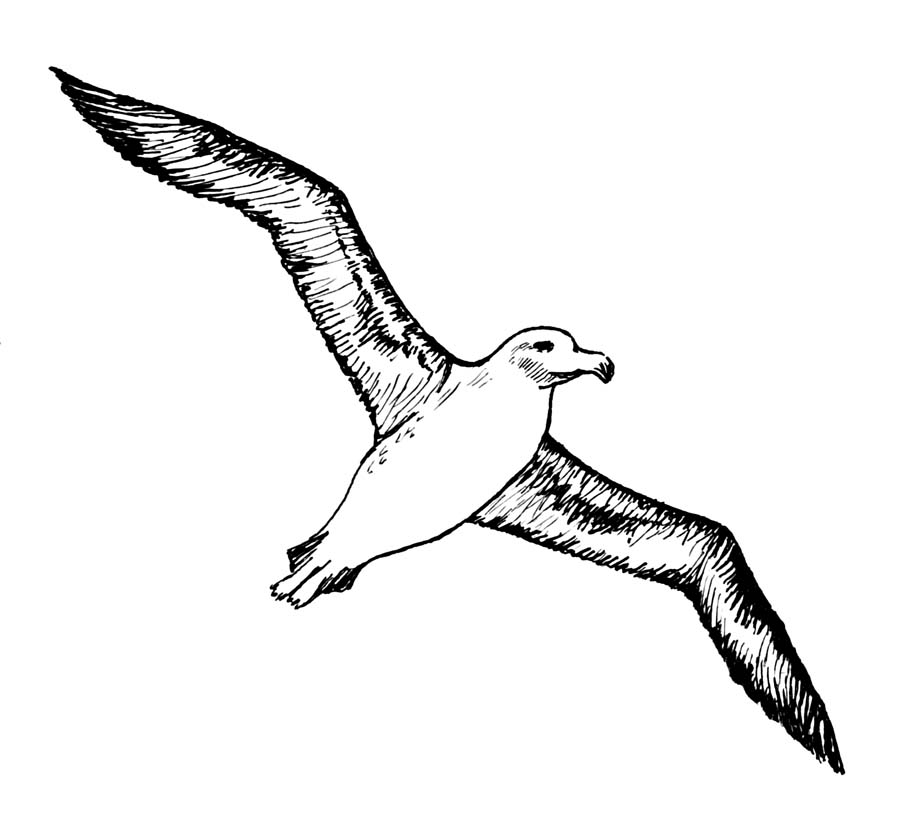 Black Ink Flying Albatross On Stencil