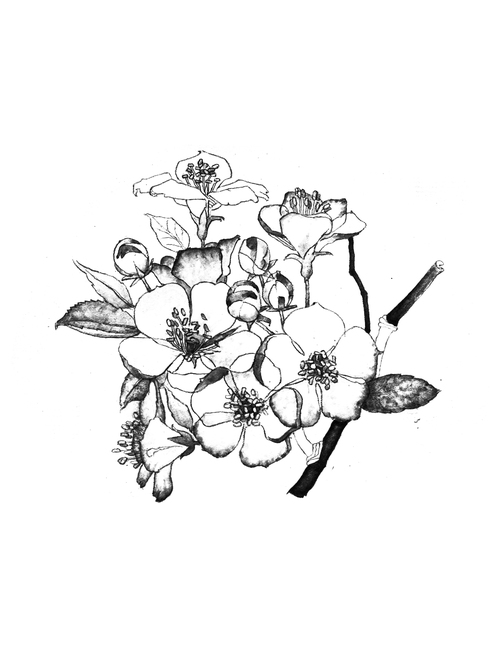 Black Ink Geranium Flowers Tattoo Design By David Allen