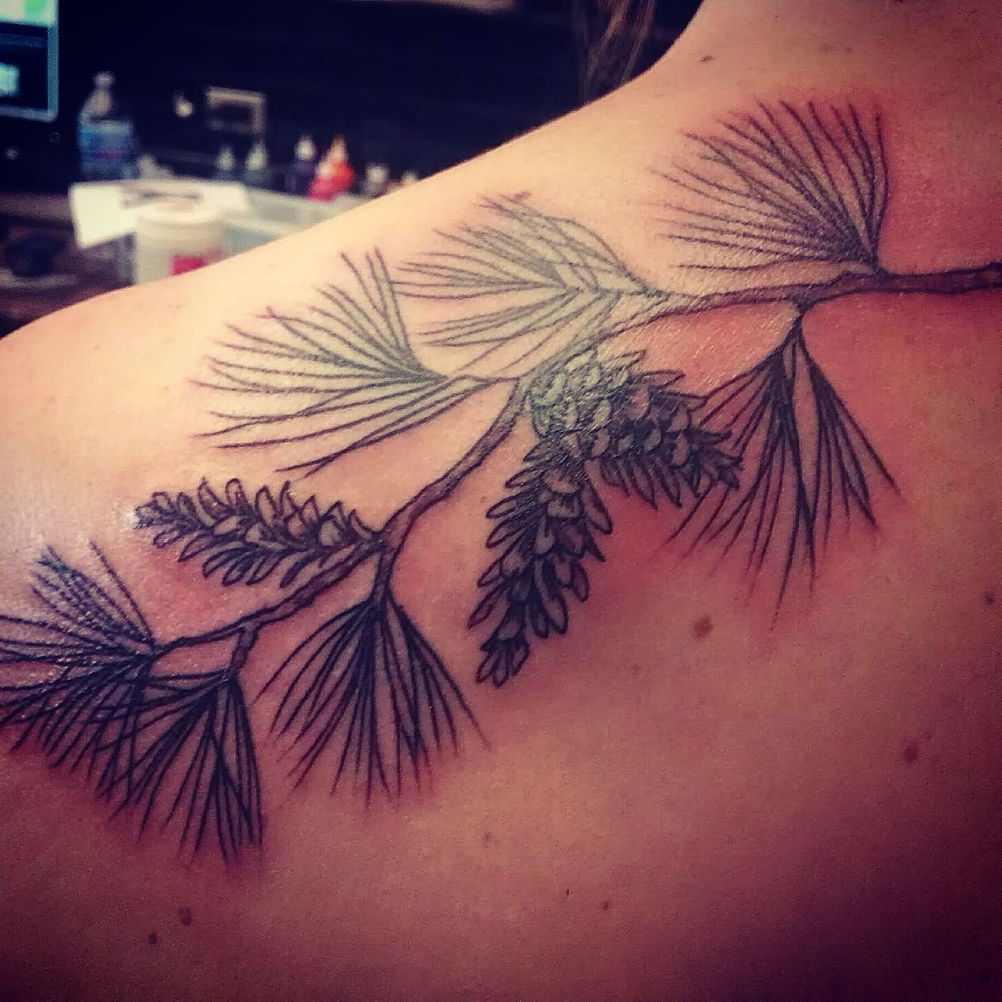 Black Ink Pine Branch Tattoo On Left Back Shoulder