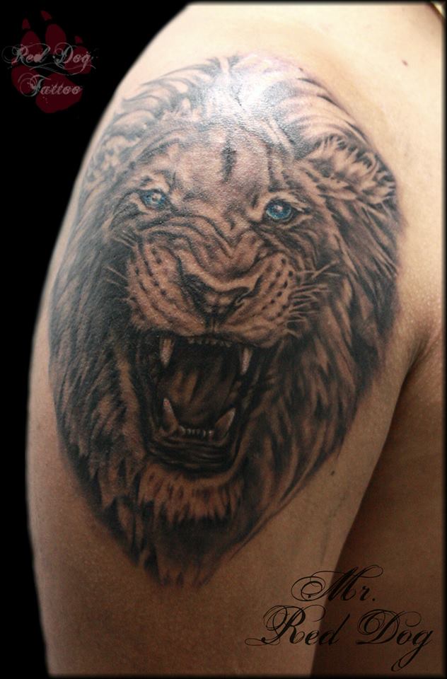 Black Ink Roaring Lion Head Tattoo On Right Shoulder