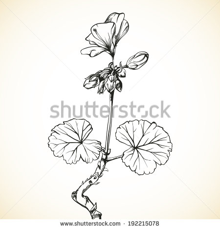 Black Outline Geranium Flowers Tattoo Design