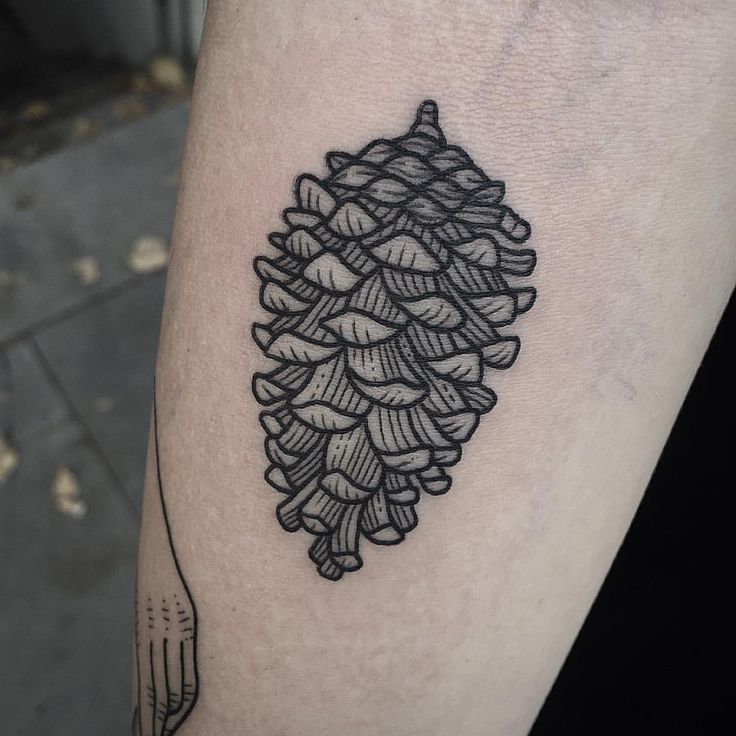 Black Outline Pine Cone Tattoo On Half Sleeve