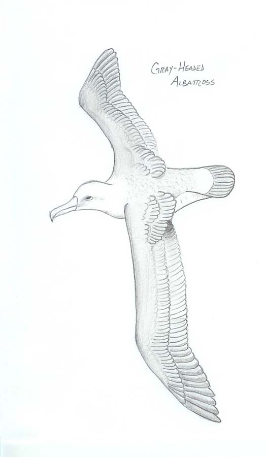 Classic Grey Ink Flying Albatross Tattoo Design