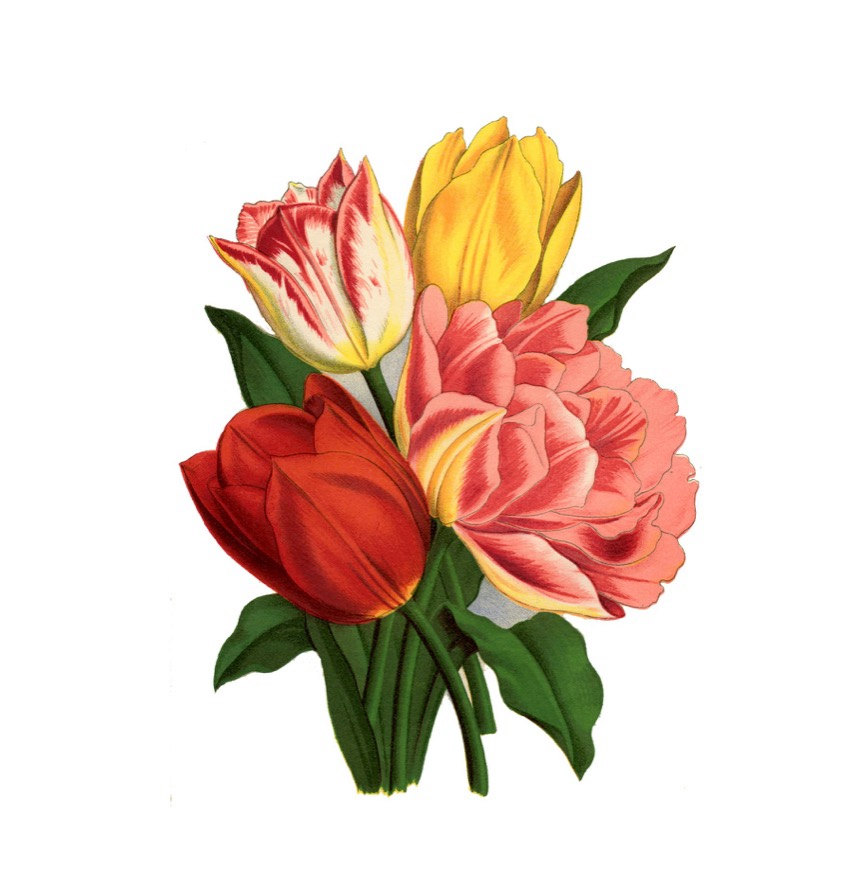 Colored Flowers Tulip Tattoo Design