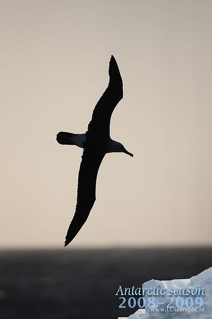 Cool Silhouette Flying Albatross Tattoo Design