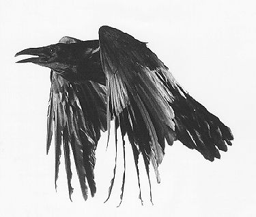Flying Crow Tattoo Design Idea