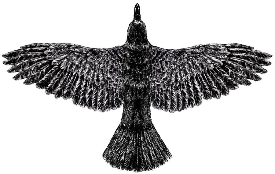 Grey And Black Crow Tattoo Design