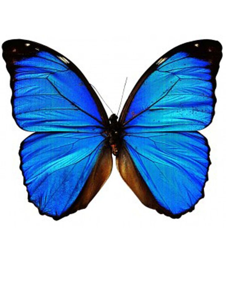 Nice Blue Butterfly Tattoo Design