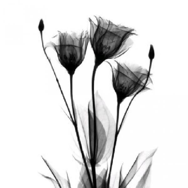 Nice Tulip Flowers Tattoos Designs