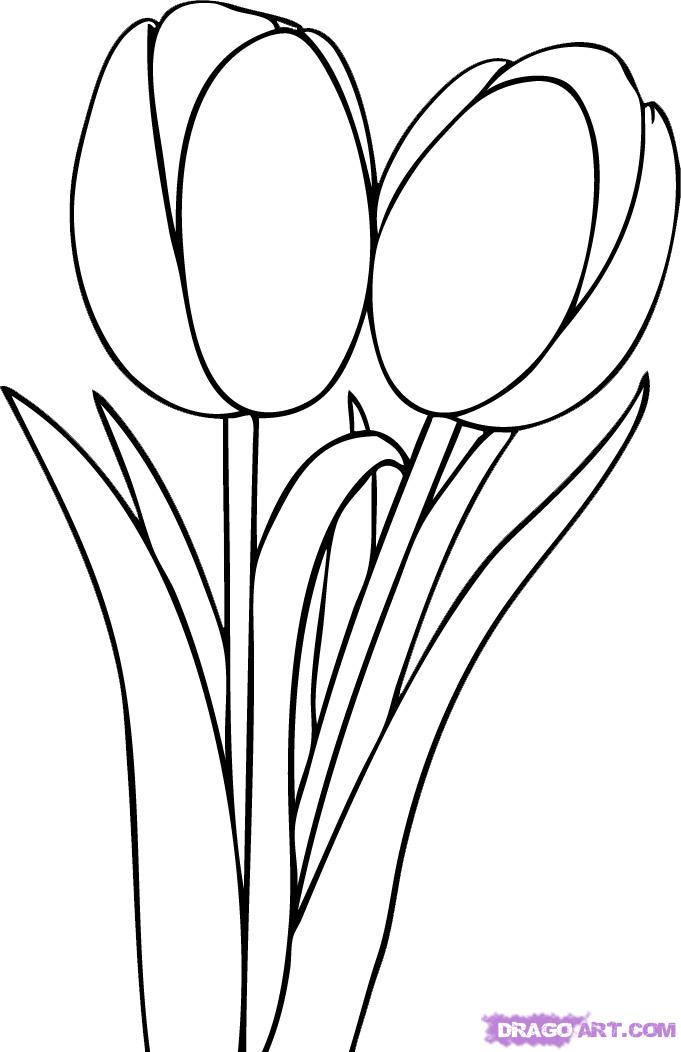 Outline Tulip Tattoos Design