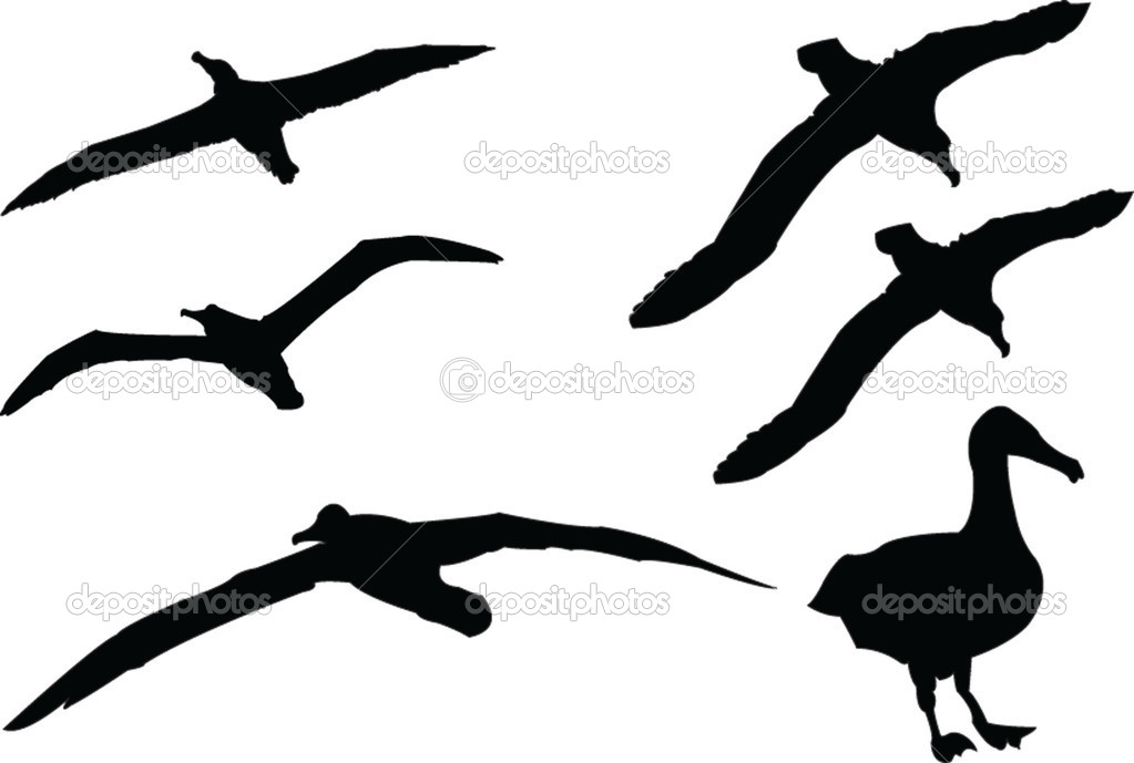 Silhouette Flying Albatross Tattoo Designs