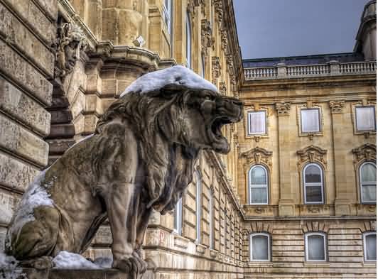 Statue Of Lion In The Buda Castle In Budapest