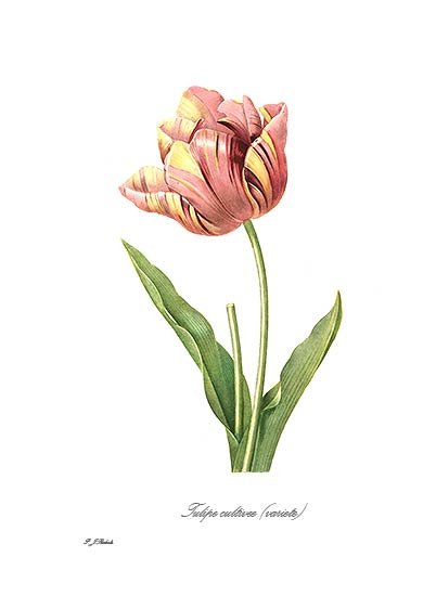 Tulip Flower Tattoo Design