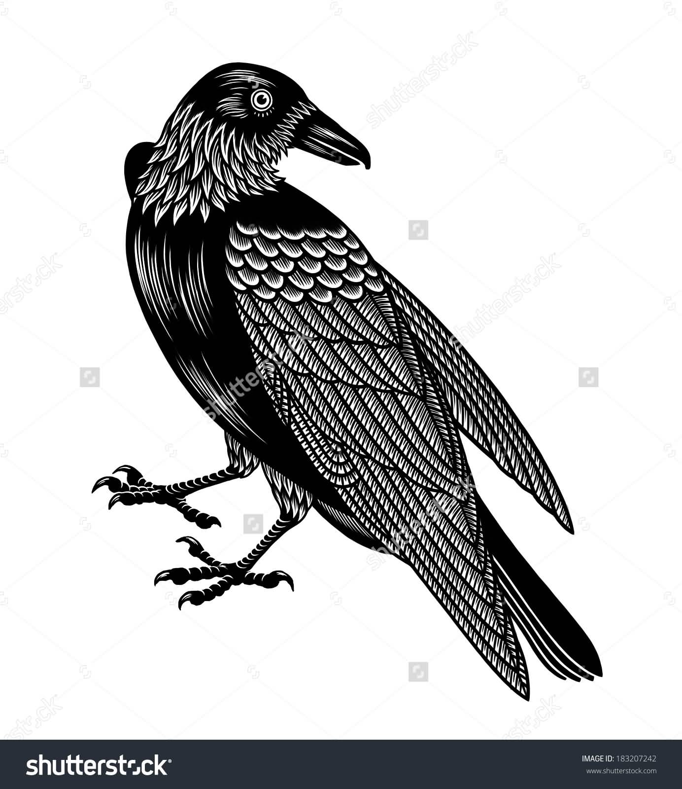 White And Black Crow Tattoo Design