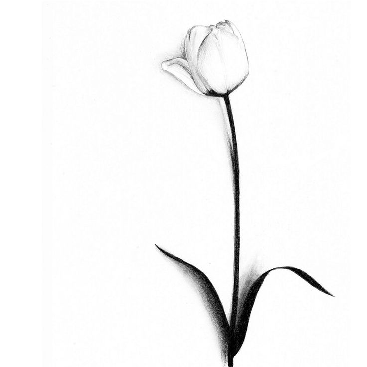 White Tulip Tattoo Design