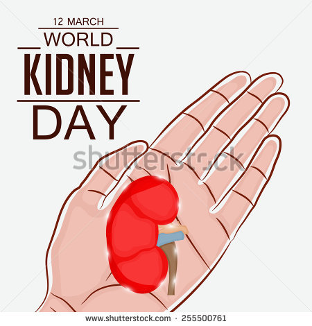 12 March World Kidney Day Kidney In Hand Vector Illustration