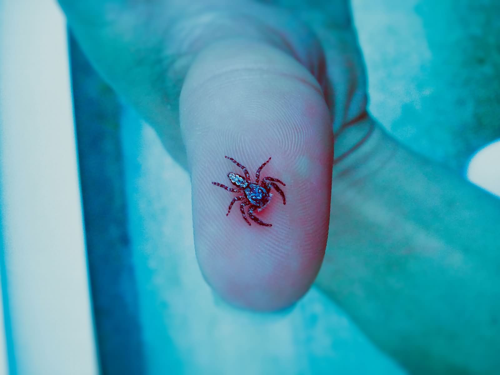 Attractive Arachnids Tattoo On Thumb