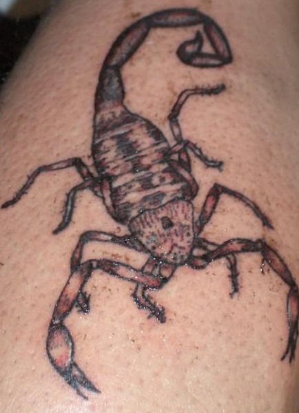 Awesome Black Ink Arachnids Tattoo Design