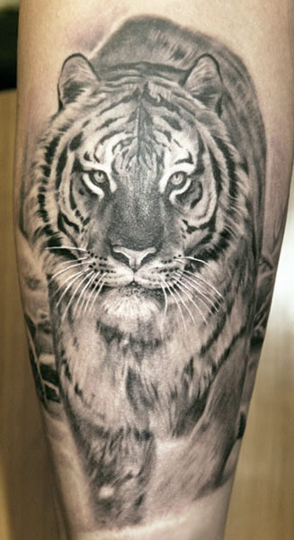 Black And Grey Tiger Tattoo Design For Leg Calf