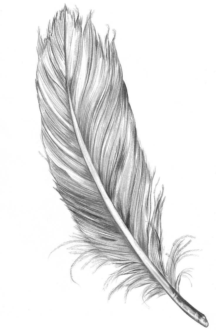 Classic Black And Grey Feather Tattoo Design