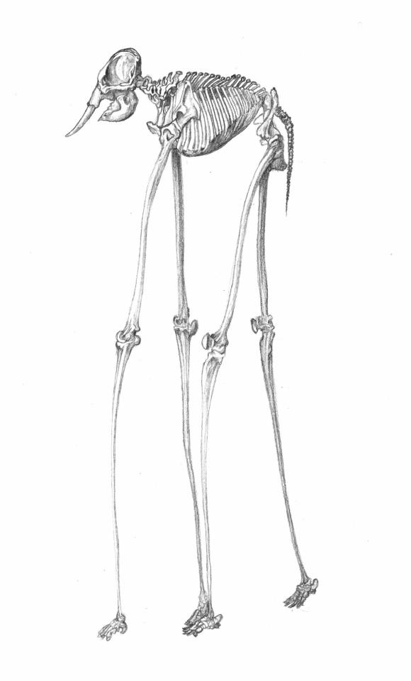 Classic Grey Ink Dali Elephant Skeleton Tattoo Design