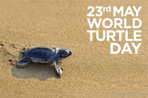 23rd May World Turtle Day