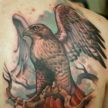 Attractive Hawk Tattoo On Right Back Shoulder