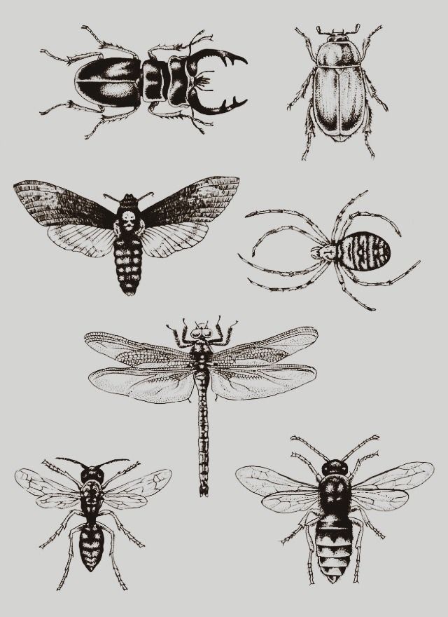Black Ink Insects Tattoo Design